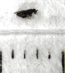 Psyllaephagus pilosus