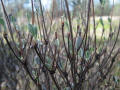Eriogonum prattenianum