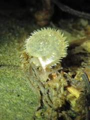 Plectotropis mackensii