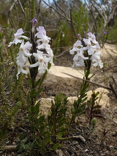 Image of Chascanum cernuum by (c) Ronald Flipphi, some rights reserved (CC BY-SA)