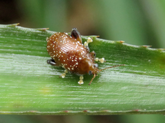 Asiophrida scaphoides