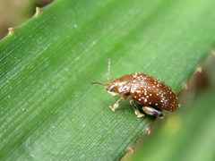 Asiophrida scaphoides