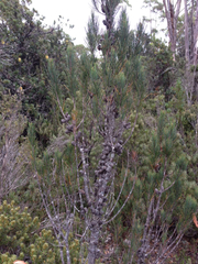 Allocasuarina zephyrea