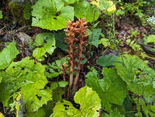 Image of Orobanche flava by (c) Elias, some rights reserved (CC BY)