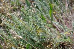 Astragalus reduncus