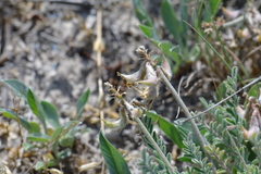 Astragalus reduncus