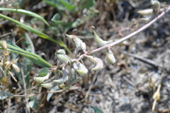 Astragalus reduncus