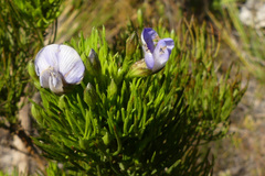 Psoralea laevigata