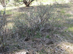 Eriogonum prattenianum