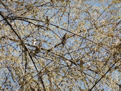 Gymnoris xanthocollis