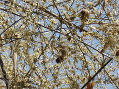 Gymnoris xanthocollis