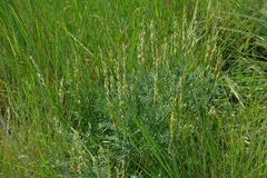 Astragalus asper