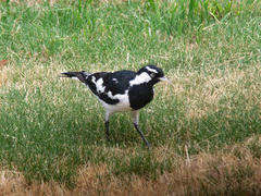 Grallina cyanoleuca