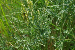 Astragalus asper