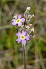 Primula incana