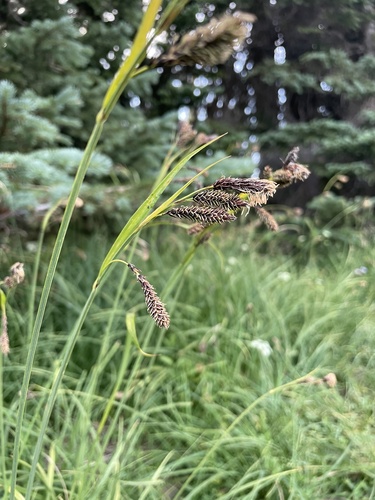 Carex spectabilis