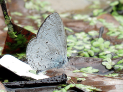 Celastrina lavendularis himilcon