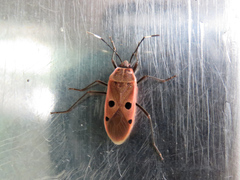 Physopelta quadriguttata