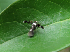 Atrijuglans hetaohei