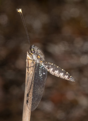 Suhpalacsa subtrahens