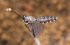 Suhpalacsa subtrahens