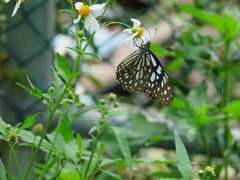 Tirumala limniace limniace