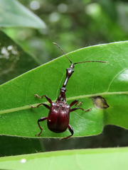 Paratrachelophorus nodicornis