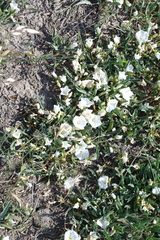 Convolvulus lineatus