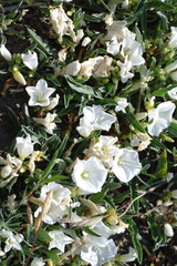 Convolvulus lineatus
