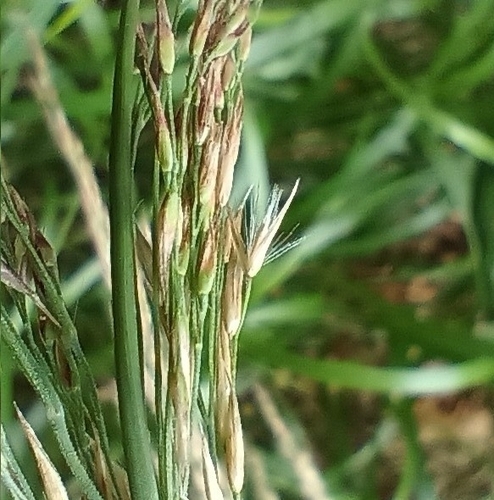 Calamagrostis villosa (Chaix) J.F.Gmel.