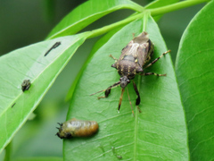 Eocanthecona concinna