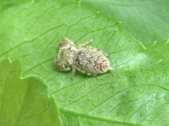 Rhene yunnanensis