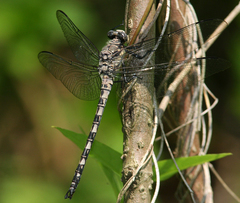 Tachopteryx thoreyi