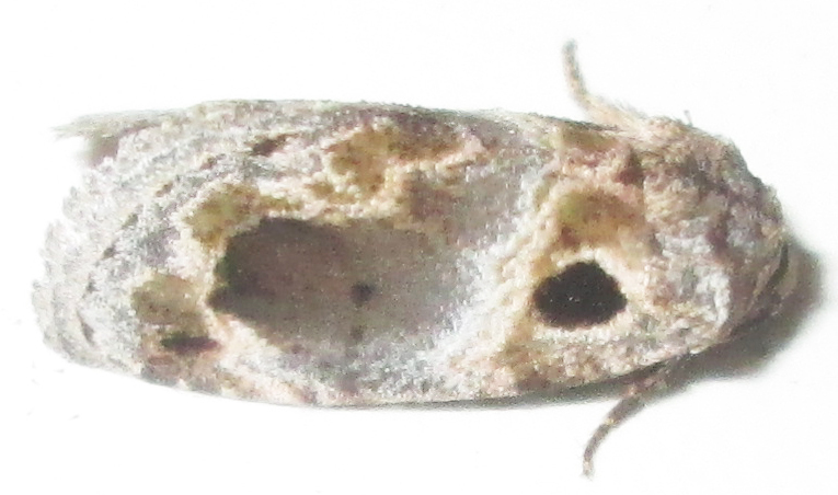 Protarache melaphora