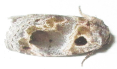 Protarache melaphora