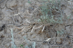 Astragalus subuliformis