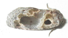 Protarache melaphora