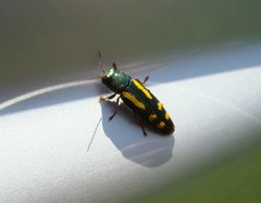 Buprestis rufipes