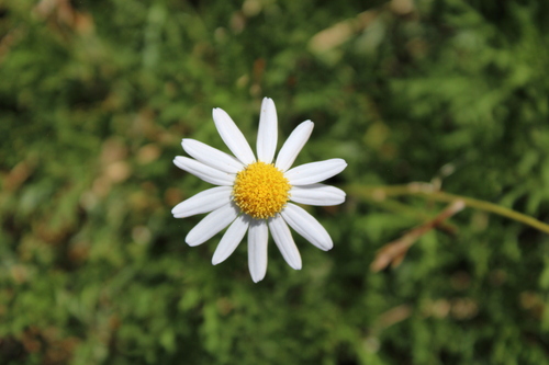 Argyranthemum haouarytheum, photograph 2