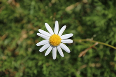 Argyranthemum haouarytheum, photograph (c) Javier Sánchez Álvarez, some rights reserved (CC BY)