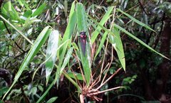 Huechys sanguinea