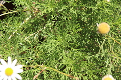 Argyranthemum haouarytheum, photograph (c) Javier Sánchez Álvarez, some rights reserved (CC BY)