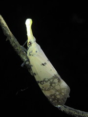 Pyrops watanabei