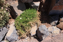 Argyranthemum haouarytheum, photograph (c) Javier Sánchez Álvarez, some rights reserved (CC BY)