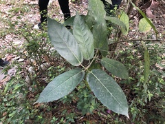 Ficus cumingii terminalifolia