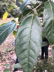 Ficus cumingii terminalifolia