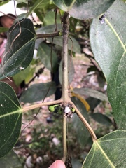 Ficus cumingii terminalifolia