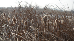 Typha orientalis