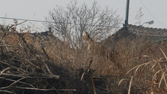 Hydropotes inermis argyropus