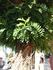 Robinia pseudoacacia